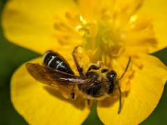 Andrena chrysosceles