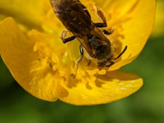 Andrena chrysosceles