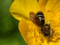 Andrena chrysosceles