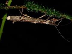 Neoclides