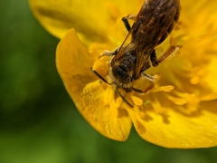 Andrena chrysosceles