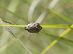 Odontotarsus