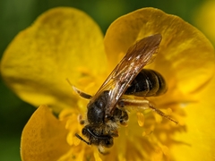 Andrena chrysosceles