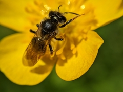 Andrena chrysosceles