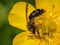 Andrena chrysosceles