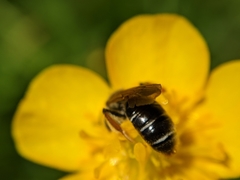 Andrena chrysosceles