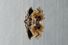 Musotima suffusalis
