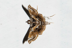 Musotima suffusalis