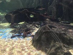 Labeo chrysophekadion