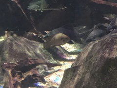 Labeo chrysophekadion
