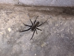 Kukulcania hibernalis