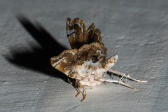 Musotima suffusalis