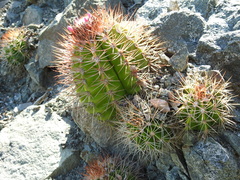 Melocactus harlowii