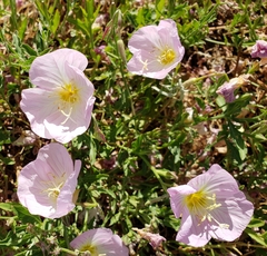 Magnoliopsida