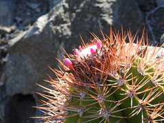 Melocactus harlowii