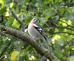 Fringilla coelebs