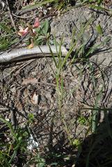 Lathyrus pannonicus varius