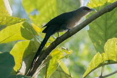 Phaenicophaeus tristis