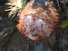 Melocactus harlowii