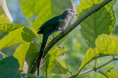 Phaenicophaeus tristis