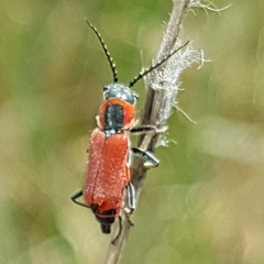 Clanoptilus rufus