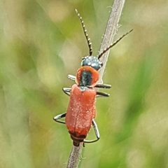 Clanoptilus rufus