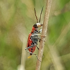 Clanoptilus rufus