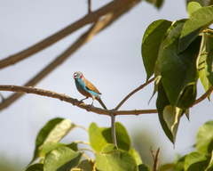 Uraeginthus bengalus