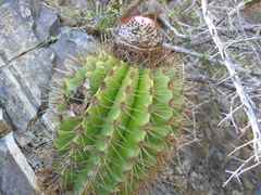 Melocactus harlowii