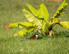 Centropus senegalensis