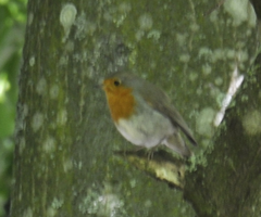 Erithacus rubecula
