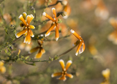 Jamesbrittenia atropurpurea
