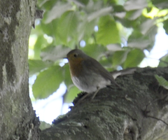 Erithacus rubecula