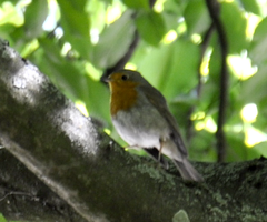 Erithacus rubecula