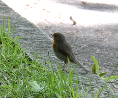 Erithacus rubecula