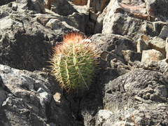 Melocactus harlowii