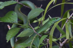 Philothamnus angolensis