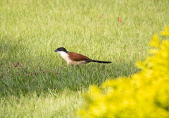 Centropus senegalensis