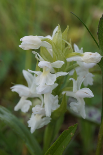 Broad-leaved Marsh Orchid
