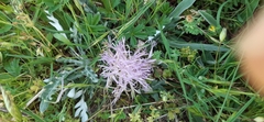 Jurinea humilis