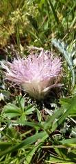 Jurinea humilis