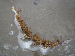 Sargassum sinclairii