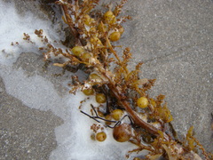 Sargassum sinclairii