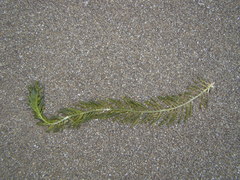 Caulerpa articulata