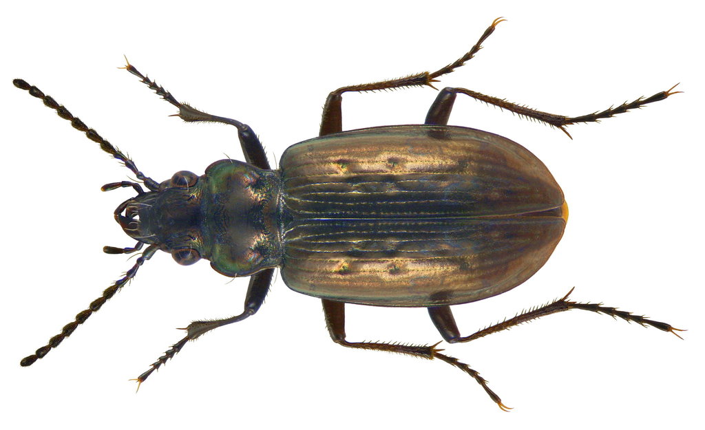 Pelophila borealis