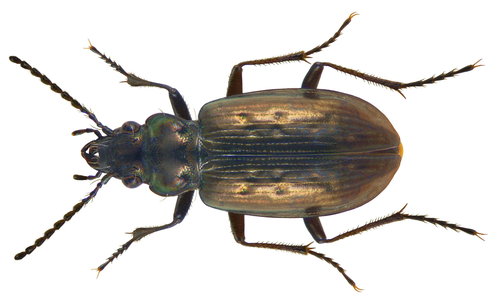 Pelophila borealis