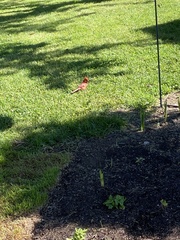 Cardinalis cardinalis