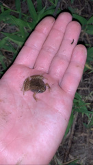 Microhyla okinavensis