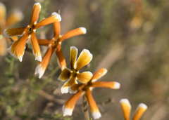 Jamesbrittenia atropurpurea