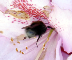 Bombus